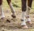 Crevasses chez le cheval