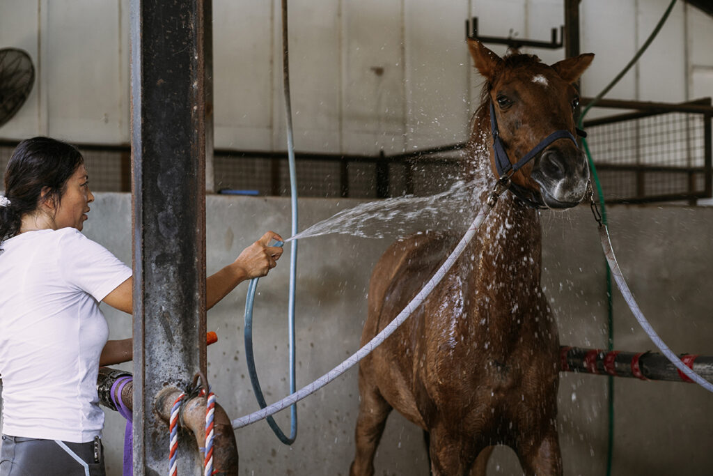 Comment laver son cheval et prendre soin de sa peau ?