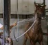 Comment laver son cheval et prendre soin de sa peau ?