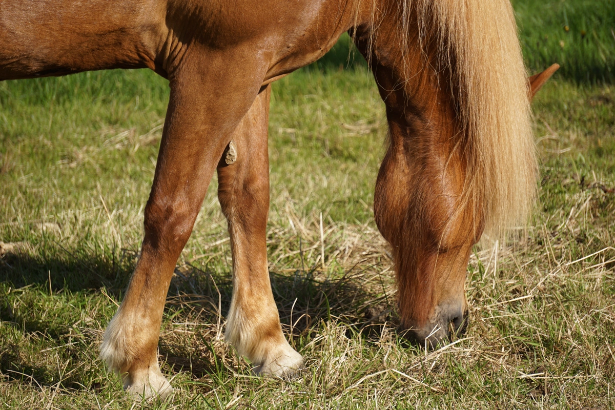 Châtaignes du cheval : rôle, origine et conseils d'entretien