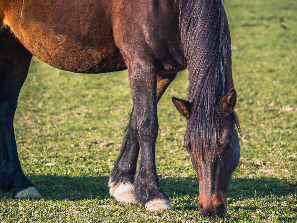 Genou du cheval gonflé