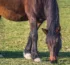 Genou du cheval gonflé